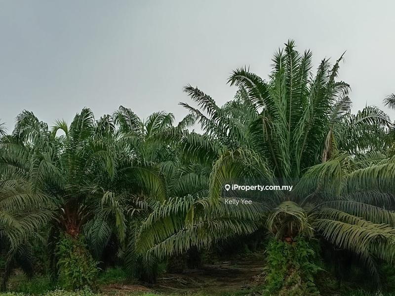 Tanah Pertanian untuk Dijual di Palm Oil Plantation @ Teluk Intan for Sale, Teluk Intan oleh Kelly Yee - iProperty.com.my