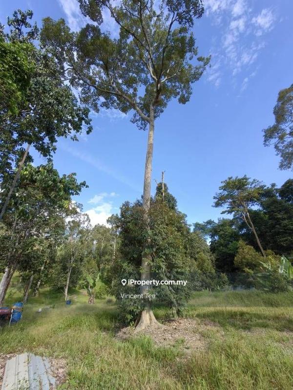 For Sale - 2 Acres Freehold Durian Farm Next to River Padang Tengku Kuala Lipis Raub Bentong