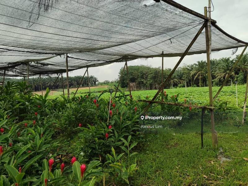 Agricultural Land for Sale in ORKID FARM @ BANFOO ( beside Desaru highway, Kampung Ban foo ) by Alexius Lim - iProperty.com.my