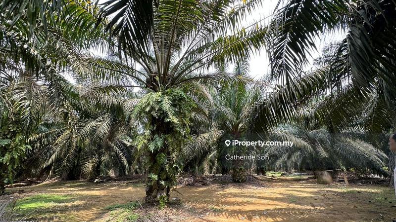 Agricultural Land for Sale in Near Air Panas Selandar Jasin Anjung Gapam, Bemban by Catherine Soh - iProperty.com.my