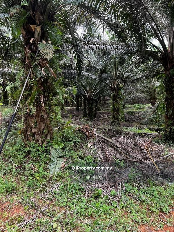 Industrial Land for Sale in Sepang, Selangor by hayati.iagent.my - iProperty.com.my
