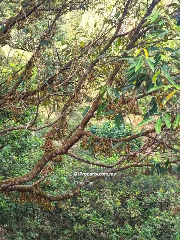 Tanah Pertanian untuk Dijual di Bentong Sang Lee ,Raub, Raub oleh Grace Tan - iProperty.com.my