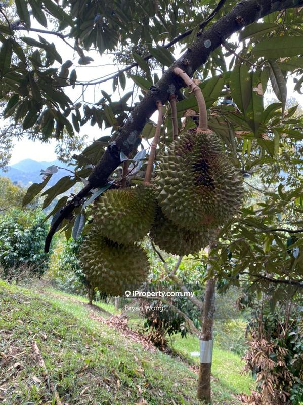 Tanah Pertanian untuk Dijual di Bentong, Pahang oleh Bryan Wong - iProperty.com.my