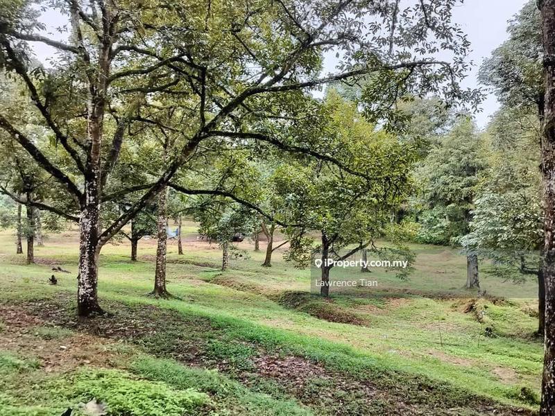 For Sale - Kampung Mantin Durian Farm sale
