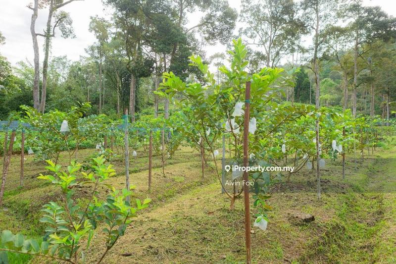 Agricultural Land for Sale in Agriculture Land @Changkat Jering Taiping Perak, Taiping by Alvin Foo - iProperty.com.my