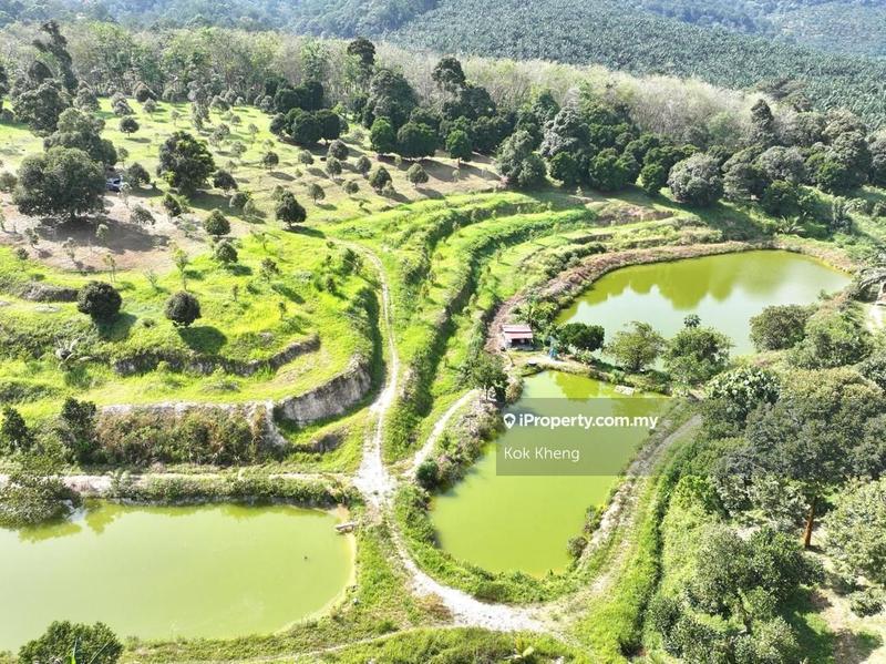 For Sale - Pusing Perak 10 acres Freehold Musang King Orchard Land For Sale 出售布先10英亩永久地契名种榴莲园