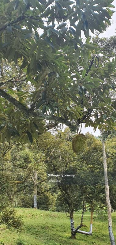 Tanah Pertanian untuk Dijual di Nilai, Negeri Sembilan oleh Sheila Ong - iProperty.com.my