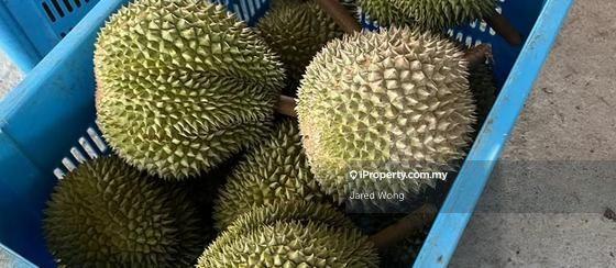 For Sale - Musang King, Black Thorn, D24, Tekka Durian Plantation @ Perak for Sale!!