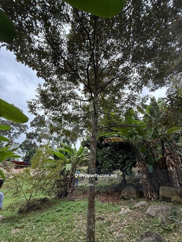 Tanah Pertanian untuk Dijual di Carpet Hill Glass house Durian Agriculture Land, Balik Pulau oleh Aeon Law - iProperty.com.my