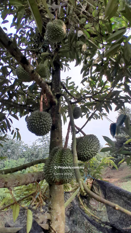 For Sale - Durian Farm, Agricultural Land, Kota, Rembau, Negeri Sembilan