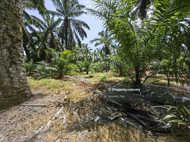 Agricultural Land for Sale in Kampung Baru Kemayan, Triang by Vincent Tee - iProperty.com.my