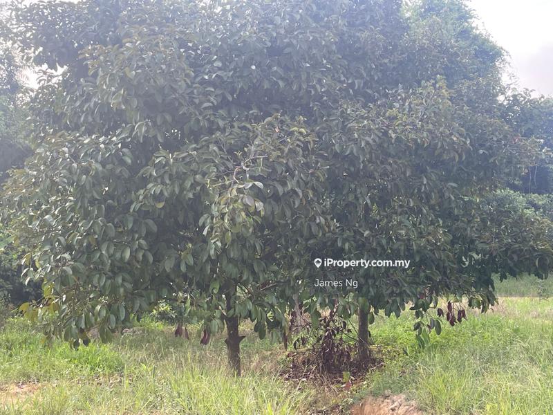 Agricultural Land for Sale in Karak,Pahang, Kuantan by James Ng - iProperty.com.my