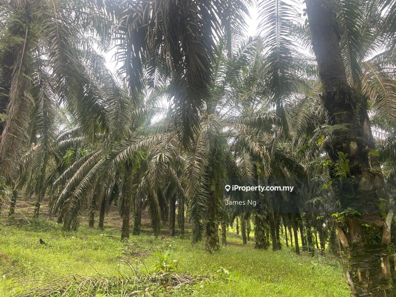Tanah Pertanian untuk Dijual di KAMPUNG BATU 36, Pelangai oleh James Ng - iProperty.com.my