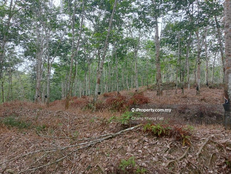 Agricultural Land for Sale in Lembah Beringin, Sungai Gumut by Chang Kheng Fatt - iProperty.com.my