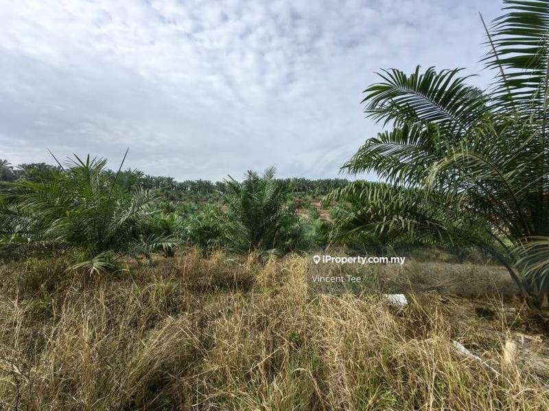Agricultural Land for Sale in Bandar Mengkuang, Triang by Vincent Tee - iProperty.com.my
