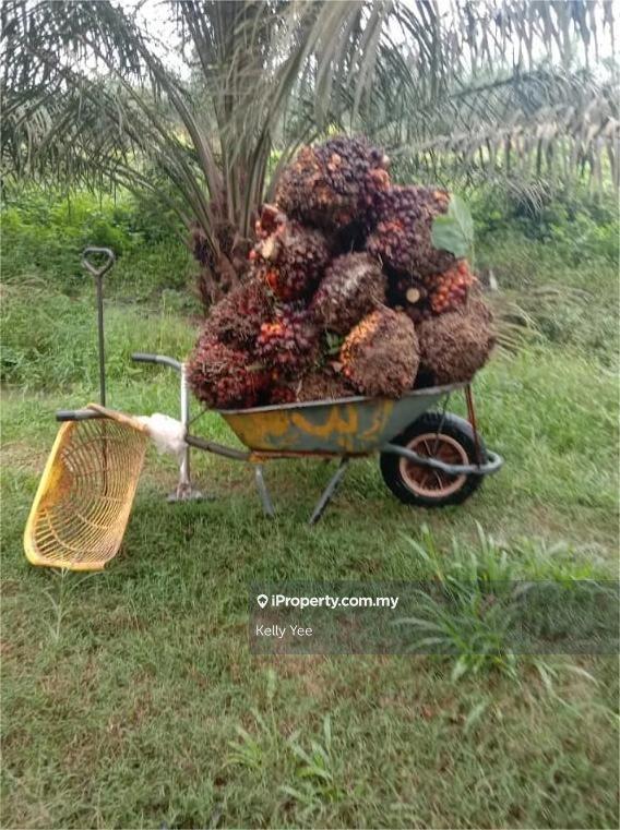 Agricultural Land for Sale in Cha'ah, Segamat by Kelly Yee - iProperty.com.my