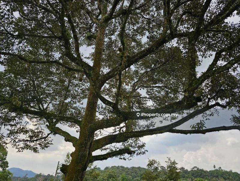 Agricultural Land for Sale in Pekan Batu 14, Hulu Langat by Huda - iProperty.com.my