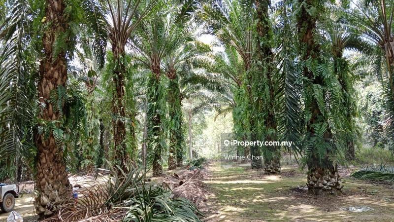 Agricultural Land for Sale in Tapah Perak 550 Acres Freehold Agriculture Land, Tapah by Winnie Chan - iProperty.com.my