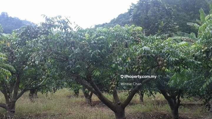 Agricultural Land for Sale in Tapah Perak 550 Acres Freehold Agriculture Land, Tapah by Winnie Chan - iProperty.com.my