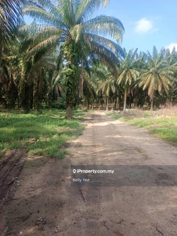 For Sale - Palm Oil Plantation for Sale in Junjong, Kedah