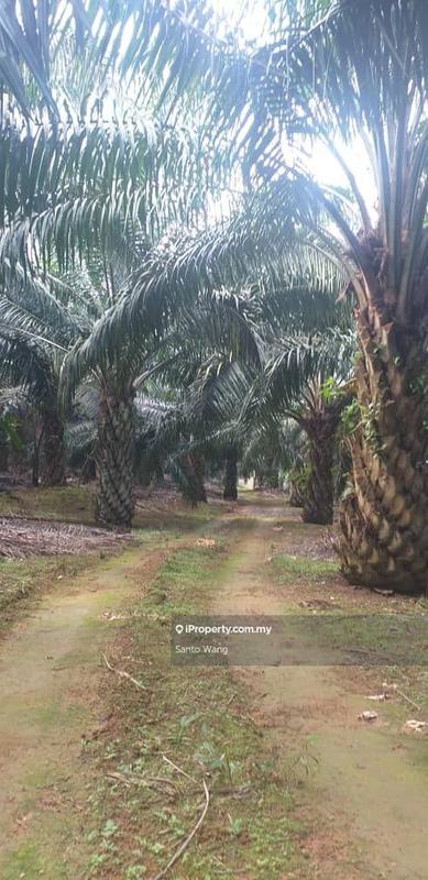 Agricultural Land for Sale in Taman Buloh Kasap, Segamat by Santo Wang - iProperty.com.my