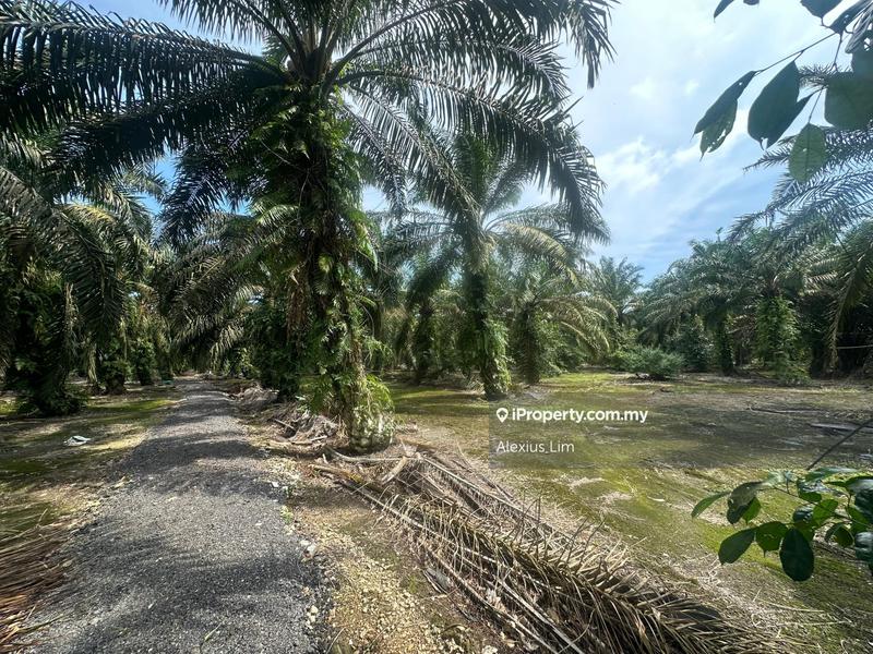 Agricultural Land for Sale in Pekan Nenas, Jeram Batu by Alexius Lim - iProperty.com.my