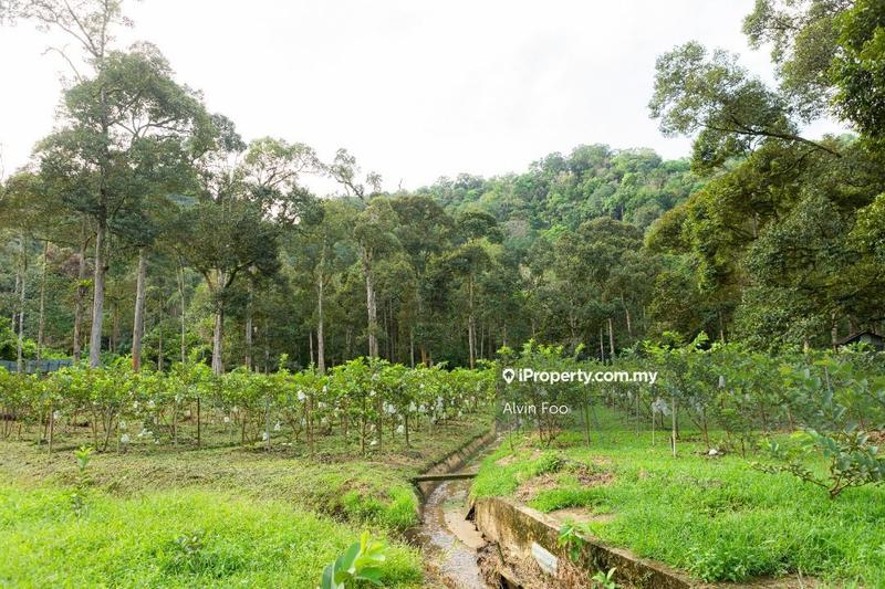Agricultural Land for Sale in Agriculture Land @Changkat Jering Taiping Perak, Taiping by Alvin Foo - iProperty.com.my