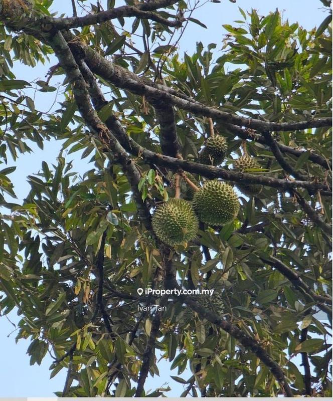 Tanah Pertanian untuk Dijual di Kampung Sungai Makau, Hulu Langat oleh Ivan Tan - iProperty.com.my