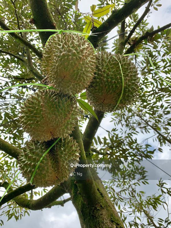Agricultural Land for Sale in Raub, Raub by KC Ng - iProperty.com.my