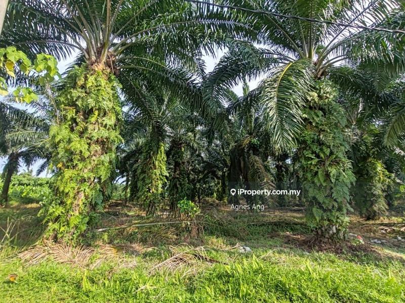 Tanah Pertanian untuk Dijual di Ladang Telok, Telok Panglima Garang oleh Agnes Ang - iProperty.com.my