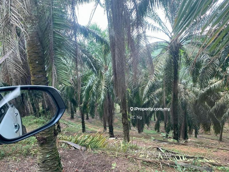 Agricultural Land for Sale in Sungai siput, Kuala Kangsar by KC Ng - iProperty.com.my