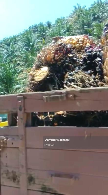 Tanah Pertanian untuk Dijual di Kelantan Gua Musang 18300 Ulu Nenggiri Bertam Blau, Ulu Nenggiri oleh CY Khoo - iProperty.com.my