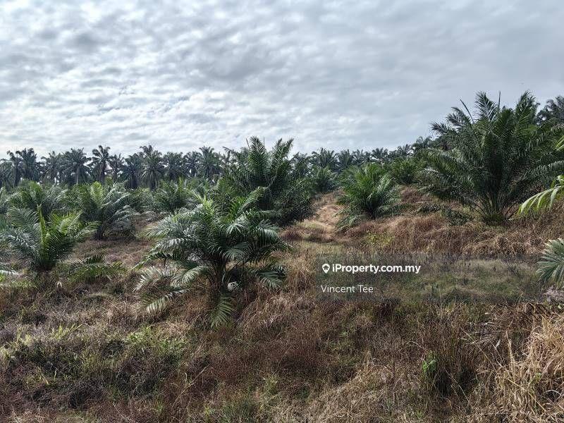 Agricultural Land for Sale in Bandar Mengkuang, Triang by Vincent Tee - iProperty.com.my