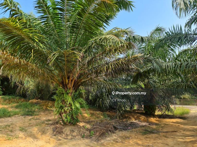 Agricultural Land for Sale in Negeri Sembilan Kuala Pilah Johol, Kuala Pilah by CY Khoo - iProperty.com.my