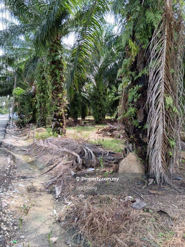 Tanah Pertanian untuk Dijual di Seri Manjung, Perak oleh Lily Chong - iProperty.com.my