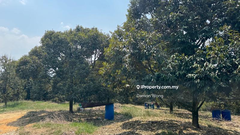 For Sale - 4 acres nice durian orchard