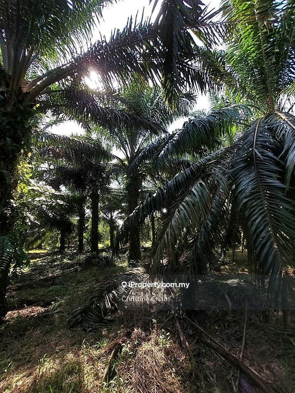 Tanah Kediaman untuk Dijual di Kota Tinggi Johor, Kota Tinggi oleh Christine Cham - iProperty.com.my