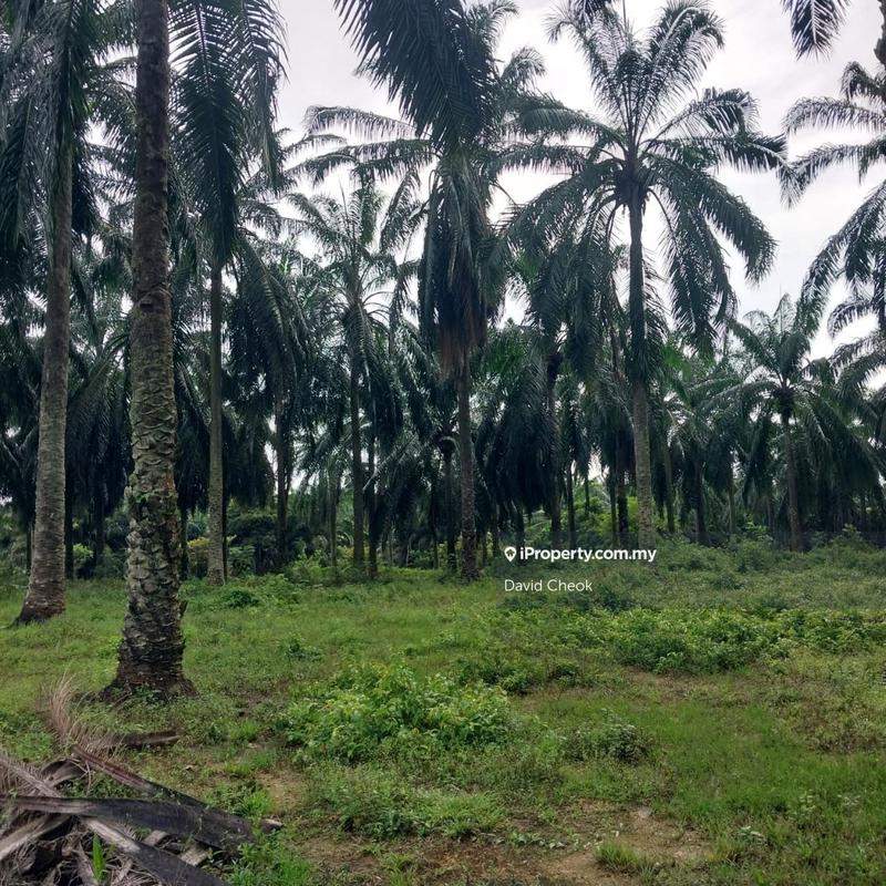 For Sale - // Cheap Deal // Existing Palm Oil // Pasir Panjang // 200 Acres