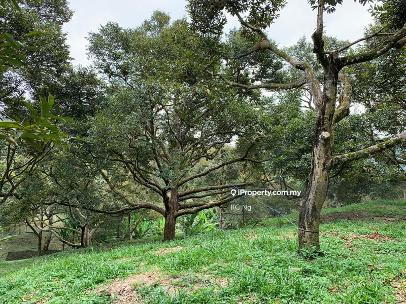 Agricultural Land for Sale in Raub, Raub by KC Ng - iProperty.com.my