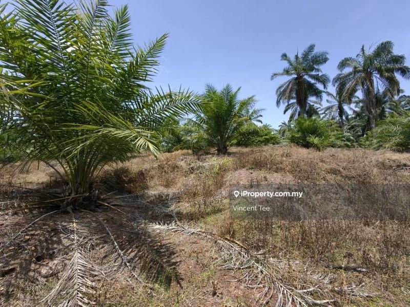 Agricultural Land for Sale in Kampung Baru Kemayan, Triang by Vincent Tee - iProperty.com.my