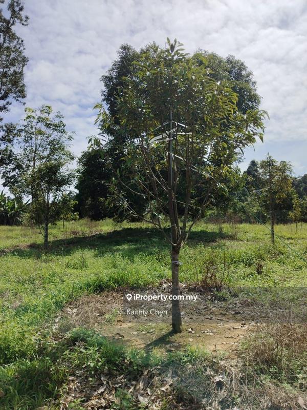 Agricultural Land for Sale in Pahang, Kuala Lipis, Kuala Lipis by Kaithly Chen - iProperty.com.my