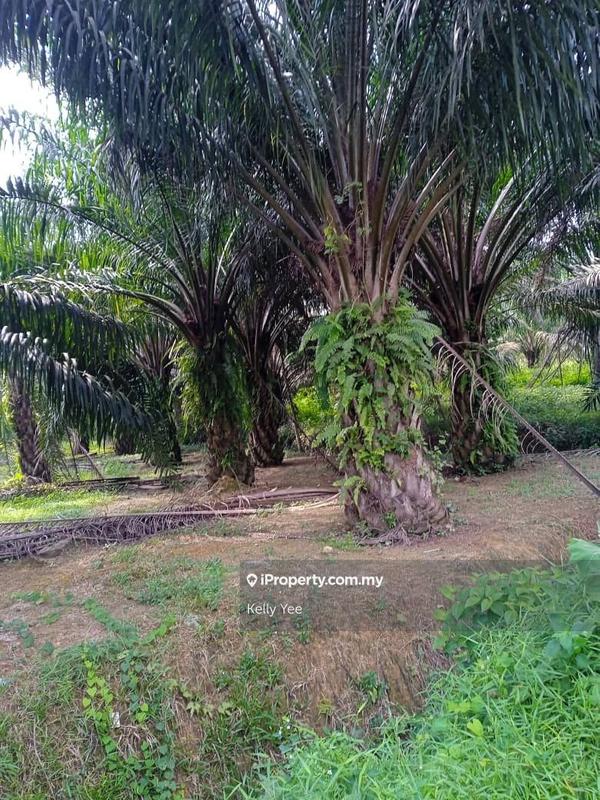 For Sale - Palm Oil Plantation @ Sungai Karangan, Kulim for Sale
