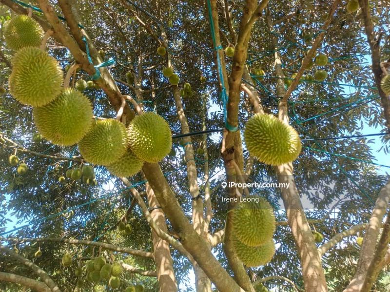 Agricultural Land for Sale in Karak, Pahang by Irene Leong - iProperty.com.my