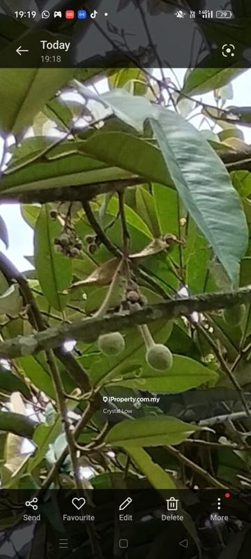 Tanah Pertanian untuk Dijual di Sega, Raub oleh Crystal Low - iProperty.com.my