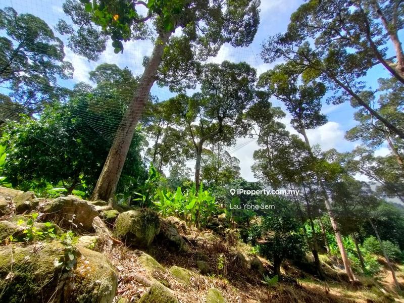 For Sale - Agriculture Land Durian Farm at Teluk Kumbar for Sales