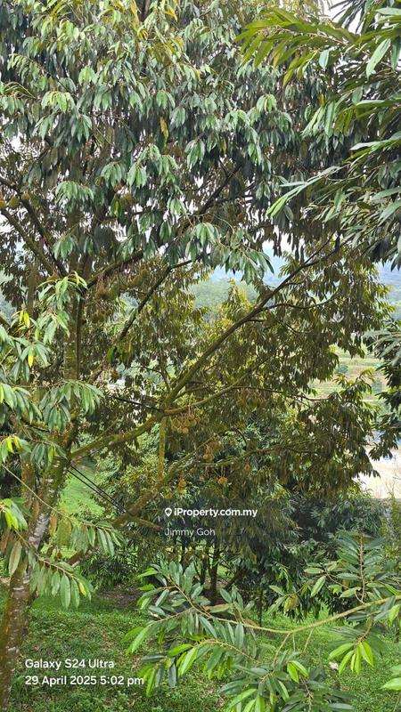 Tanah Pertanian untuk Dijual di Kampung Sungai Tekali, Hulu Langat oleh Jimmy Goh - iProperty.com.my