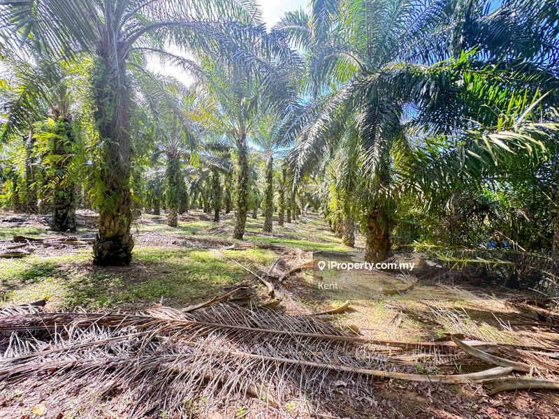 Agricultural Land for Sale in Siputeh, Belanja by Kent C - iProperty.com.my
