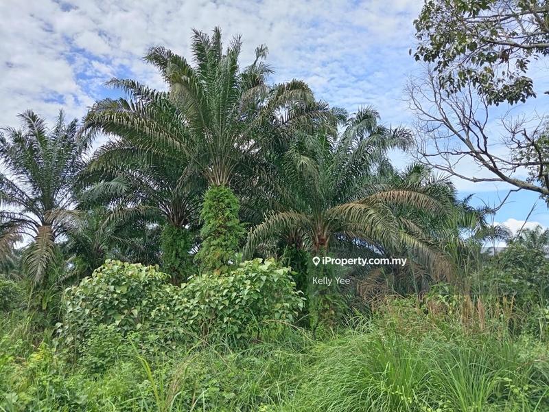 For Sale - Agriculture Land Along Jalan Kulim - Baling for Sale