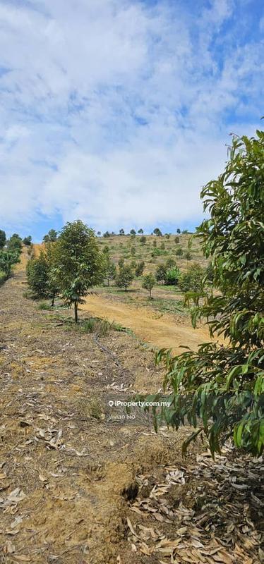 For Sale - Durian Farm Bentong Karak Highway Bentong