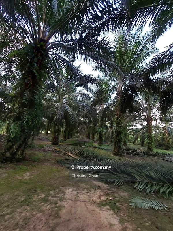 Tanah Kediaman untuk Dijual di Kota Tinggi Johor, Kota Tinggi oleh Christine Cham - iProperty.com.my
